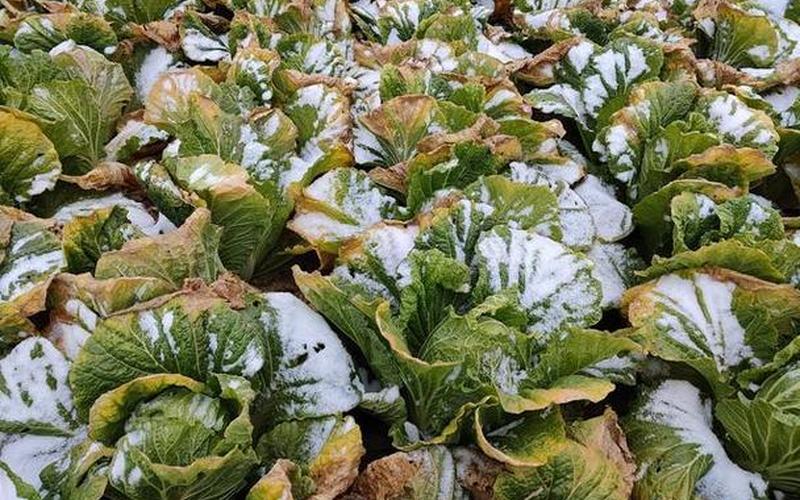 张家口霜冻来袭 农户损失惨重-第1张图片-波音达百科