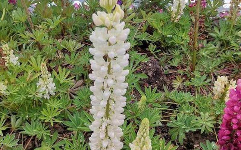 鲁冰花是什么意思-第1张图片-波音达百科