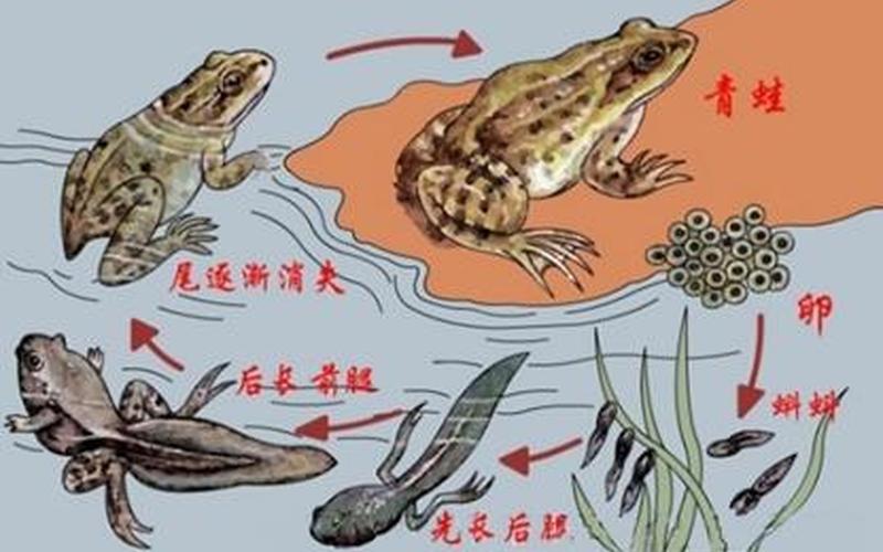 青蛙除了用肺外还用什么器官呼吸？-第1张图片-波音达百科