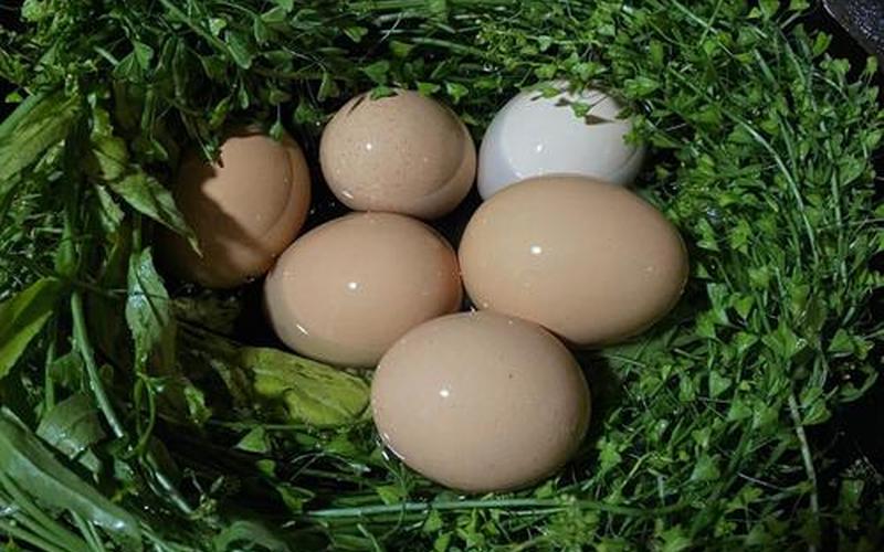 老荠菜煮鸡蛋的用途-第1张图片-波音达百科