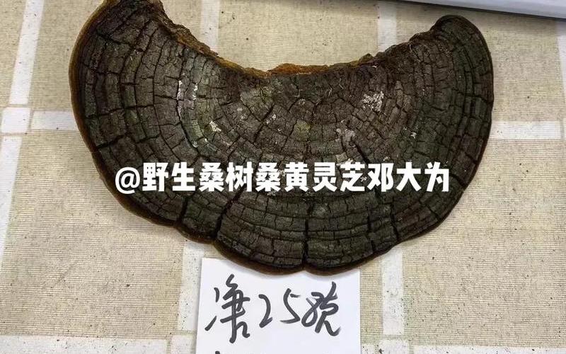 野生桑树桑黄的辨别-第1张图片-波音达百科
