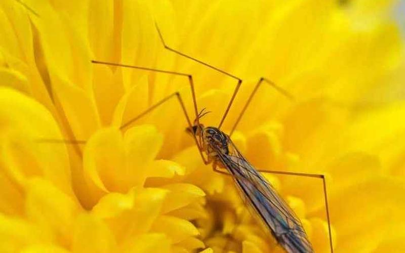 吃以下哪种水果更容易招蚊子-第1张图片-波音达百科