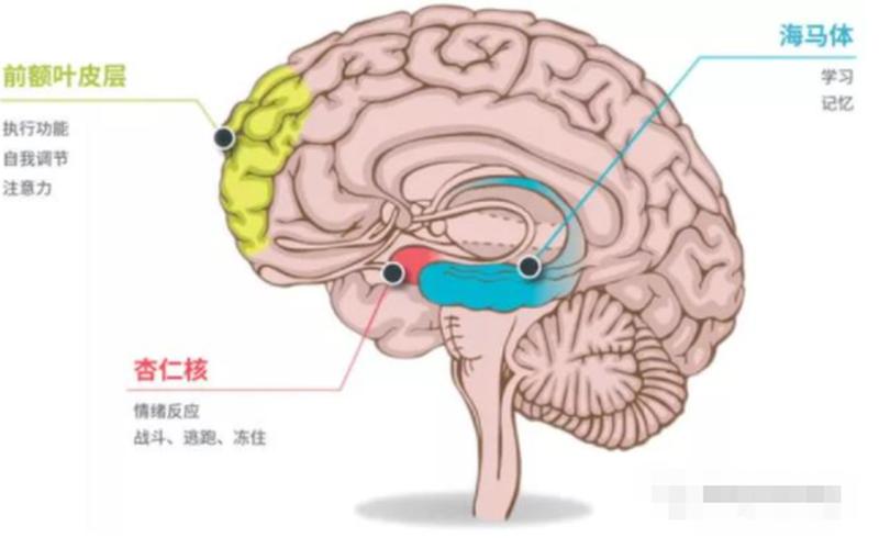 人体更大的器官是大脑还是皮肤-第1张图片-波音达百科 人体更大的器官是大脑还是皮肤-第1张图片-波音达百科