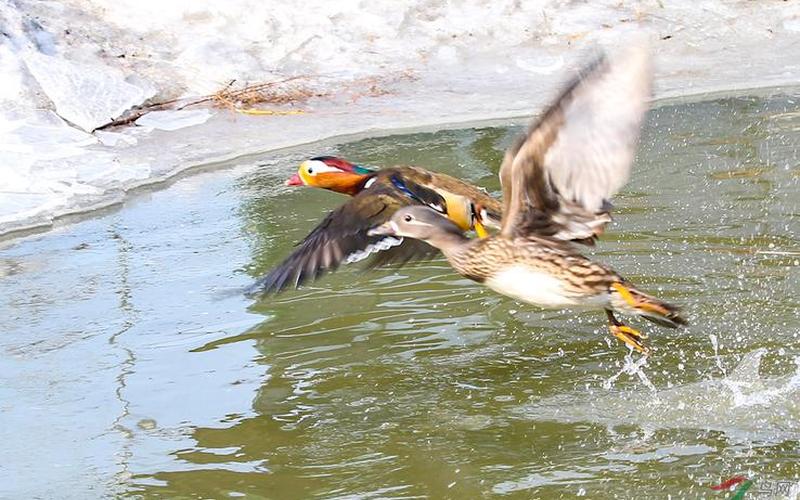 鸳鸯戏水什么意思-第1张图片-波音达百科