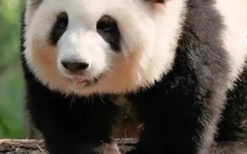 大熊猫吃人残忍图片-第1张图片-波音达百科