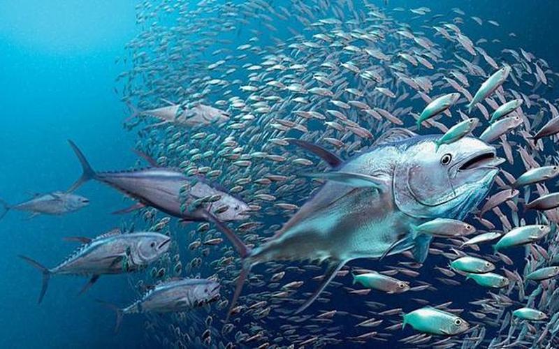 海洋生物资源最丰富的是哪个大洋-第1张图片-波音达手游百科