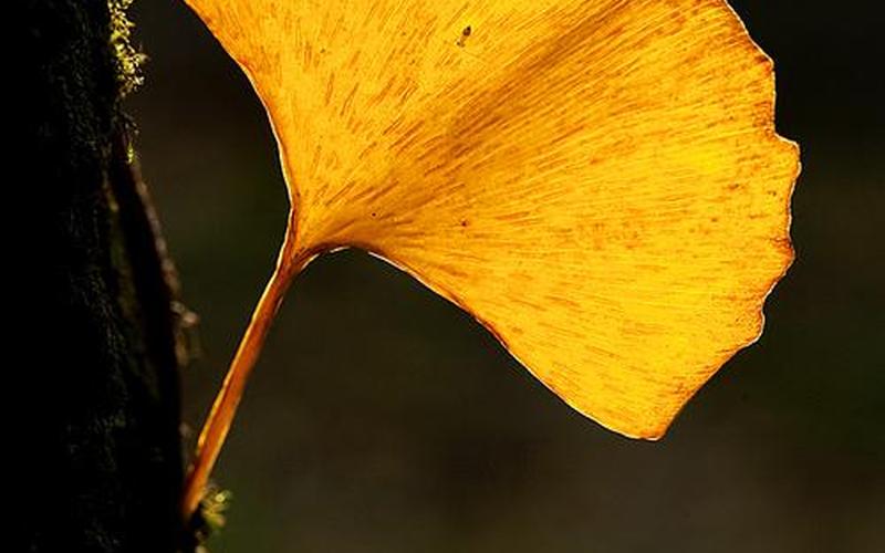 一叶知秋指什么生肖-第1张图片-波音达百科