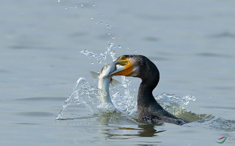 惊心动魄是什么生肖动物-第1张图片-波音达百科
