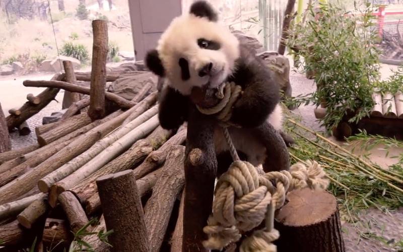 日本为什么杀大熊猫-第1张图片-波音达百科