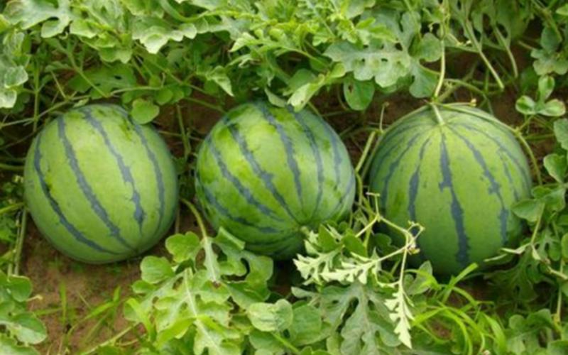 黄台之瓜什么意思-第1张图片-波音达百科