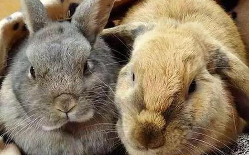 十只兔子原版吓死了多少人-第1张图片-波音达百科