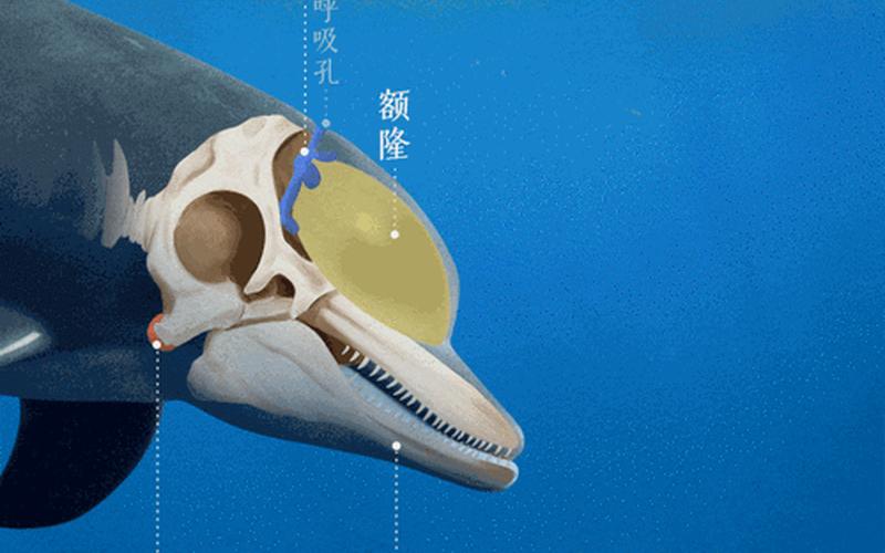海豚的性格器官有多大-第1张图片-波音达百科