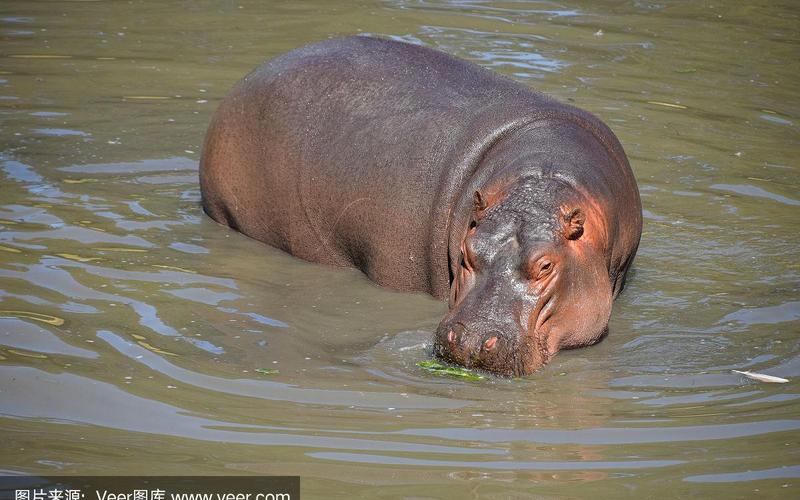 河马在水里如何移动-第1张图片-波音达百科
