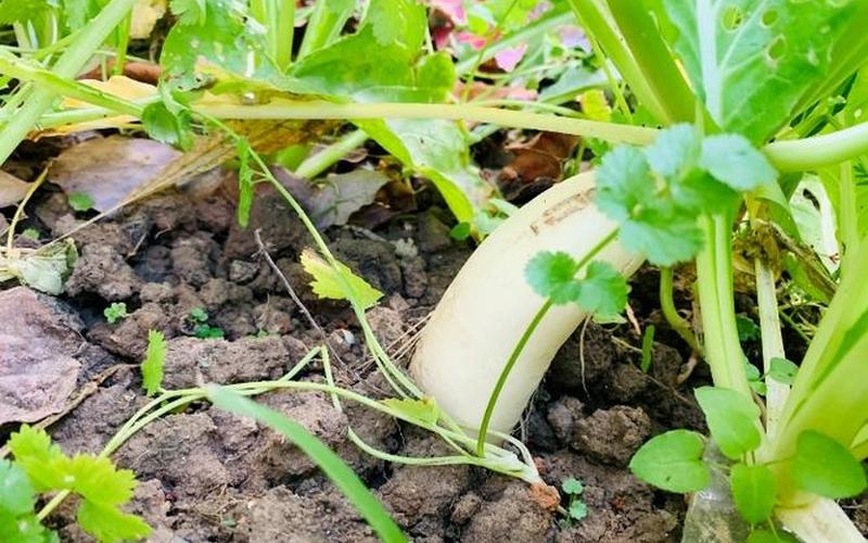 在床上拔萝卜又疼又叫什么病症-第1张图片-波音达百科