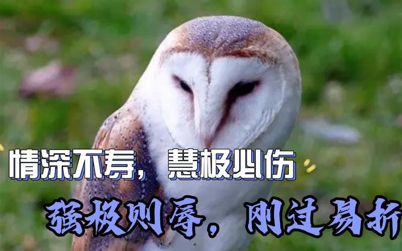 情深不寿 慧极必伤-第1张图片-波音达百科