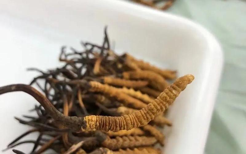 冬虫夏草是什么样的-第1张图片-波音达手游百科