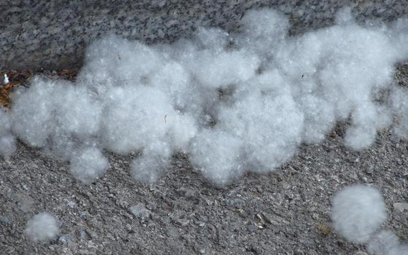 杨树毛絮什么时候结束-第1张图片-波音达百科