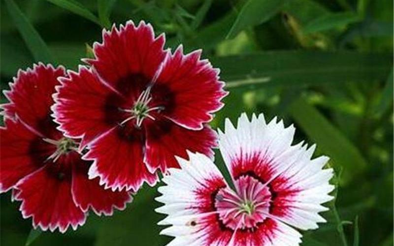 代表暗恋与守护的花-第1张图片-波音达百科