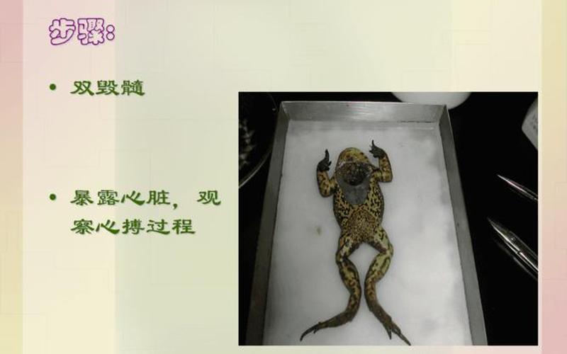 什么动物心脏最多-第1张图片-波音达百科