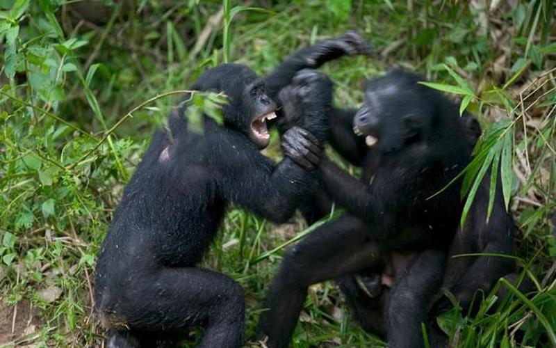 男盗女娼打一动物-第1张图片-波音达百科