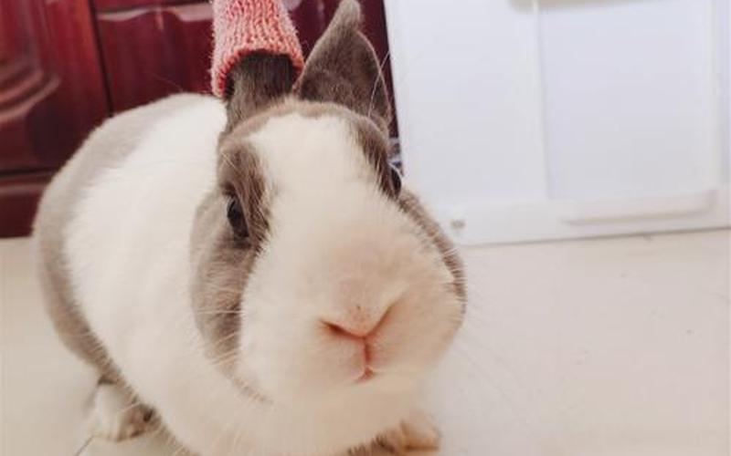 吸小兔兔是什么感觉-第1张图片-波音达百科