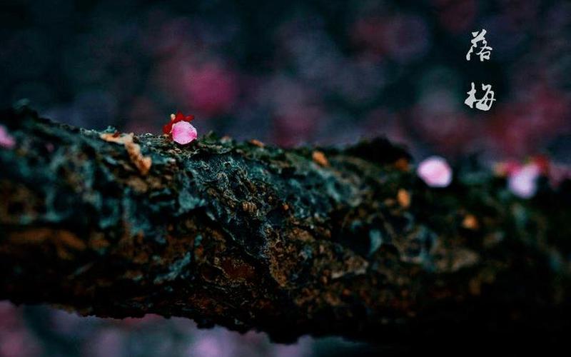 零落成泥碾作尘出自-第1张图片-波音达百科