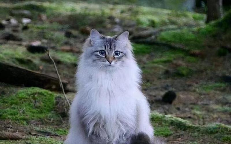 茶杯猫多少钱一只-第1张图片-波音达百科