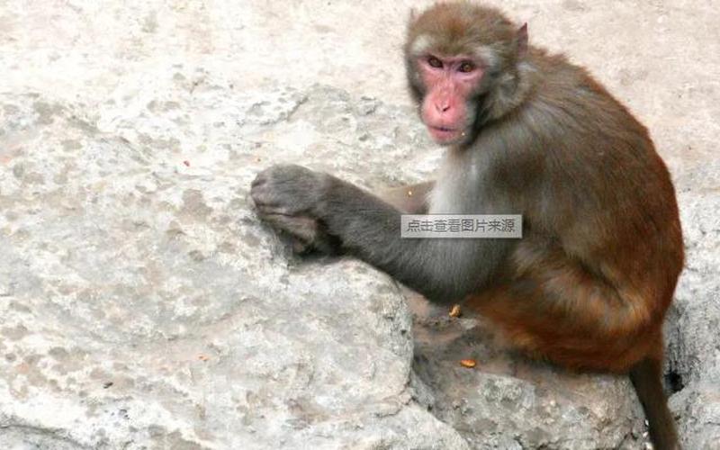 佛法无边打一个生肖-第1张图片-波音达百科