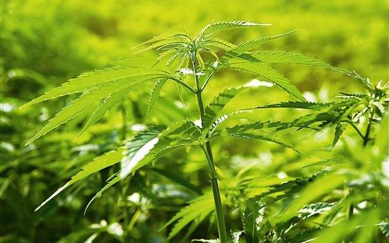 可卡英因从什么植株的树叶中提取-第1张图片-波音达百科