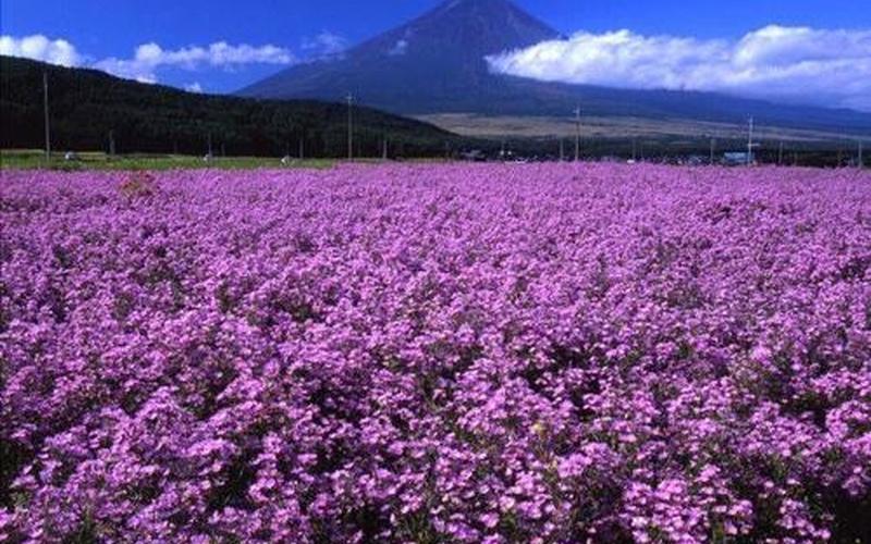 流向那万紫千红一片海-第1张图片-波音达百科