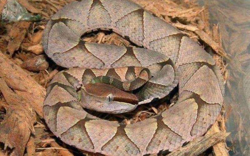 七步蛇和五步蛇的区别-第1张图片-波音达百科