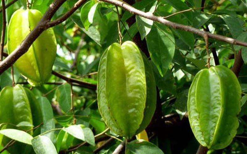 杨桃的功效与副作用-第1张图片-波音达百科