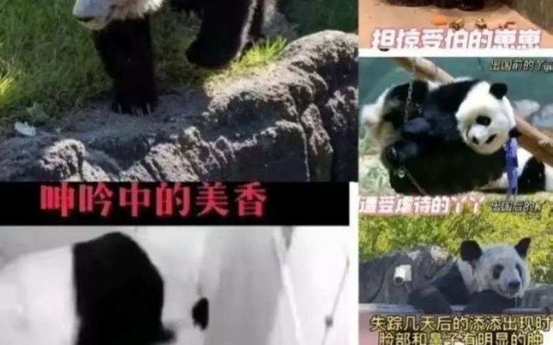 旅美大熊猫丫丫死了-第1张图片-波音达手游百科