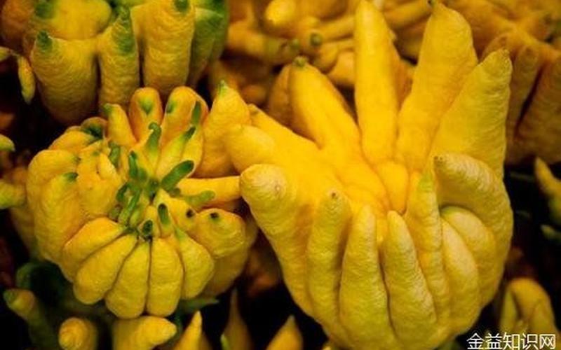 佛手果的功效与作用吃法-第1张图片-波音达百科