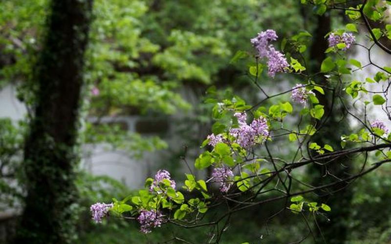 芭蕉不展丁香结同向春风各自愁-第1张图片-波音达百科