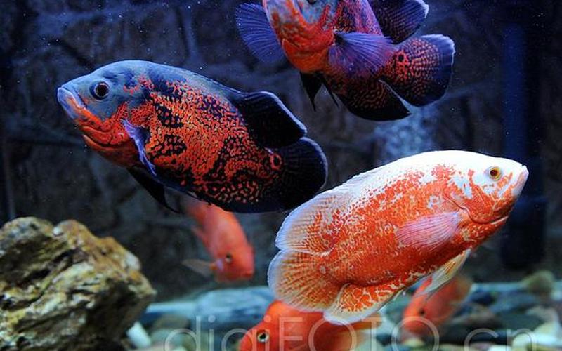 观赏鱼图片及名称-第1张图片-波音达百科