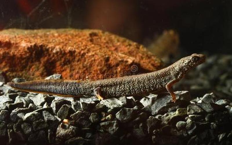 火蝾螈有什么危害-第1张图片-波音达百科