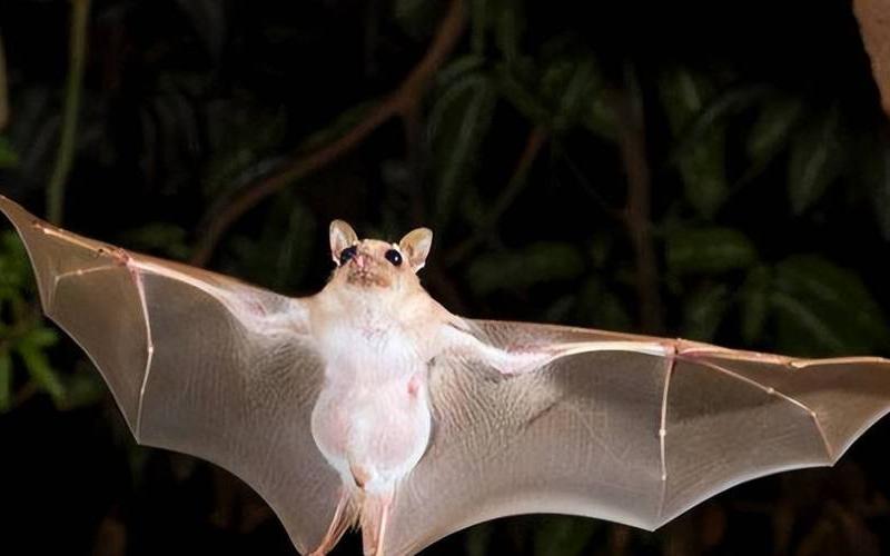 蝙蝠飞进家里预示什么-第1张图片-波音达百科