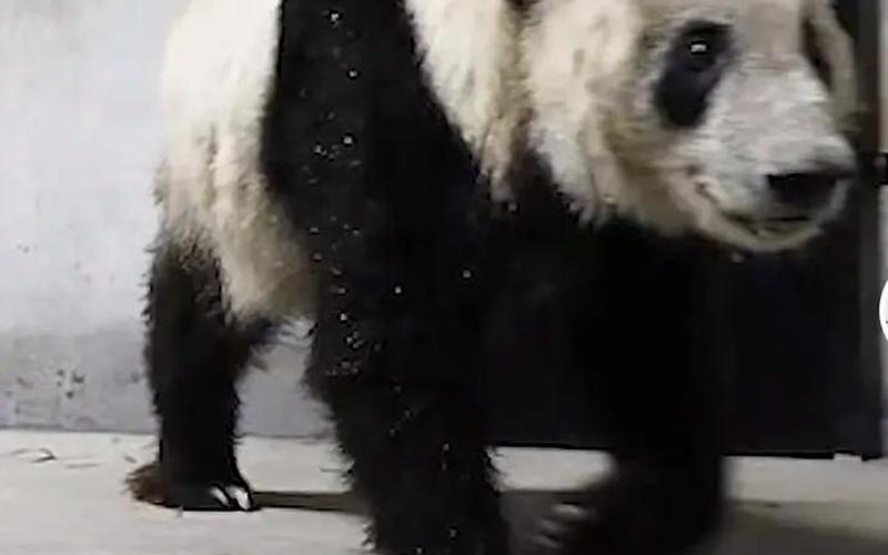 熊猫乐乐死前一只眼睛没了吗-第1张图片-波音达百科