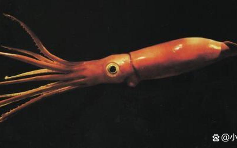 大王乌贼真的存在吗-第1张图片-波音达百科