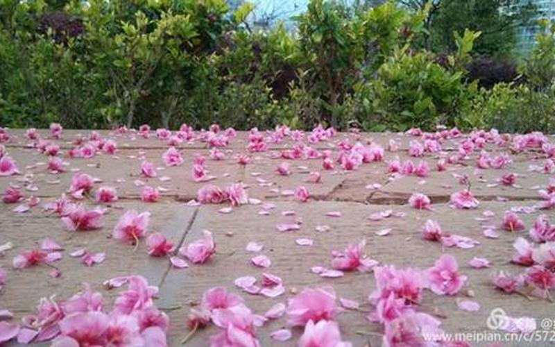 花落知多少打一成语-第1张图片-波音达百科