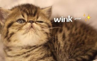 wink是什么意思中文