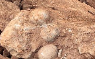 江西工地挖出6600万年前恐龙蛋化石