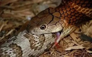 蛇的天敌是什么动物