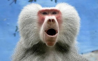 世界上最恐怖的猴子