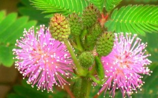 含羞草和夜来香哪个有毒