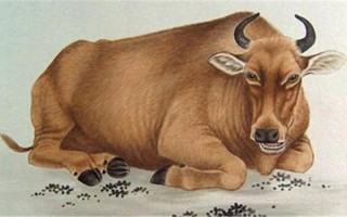 一步登天是什么生肖？