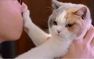 吸猫为什么是犯法的