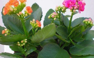 秋天开花的植物有哪些呢?夏天开花秋天结果的植物