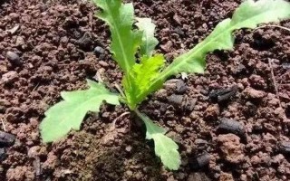 卡因的原植物是什么